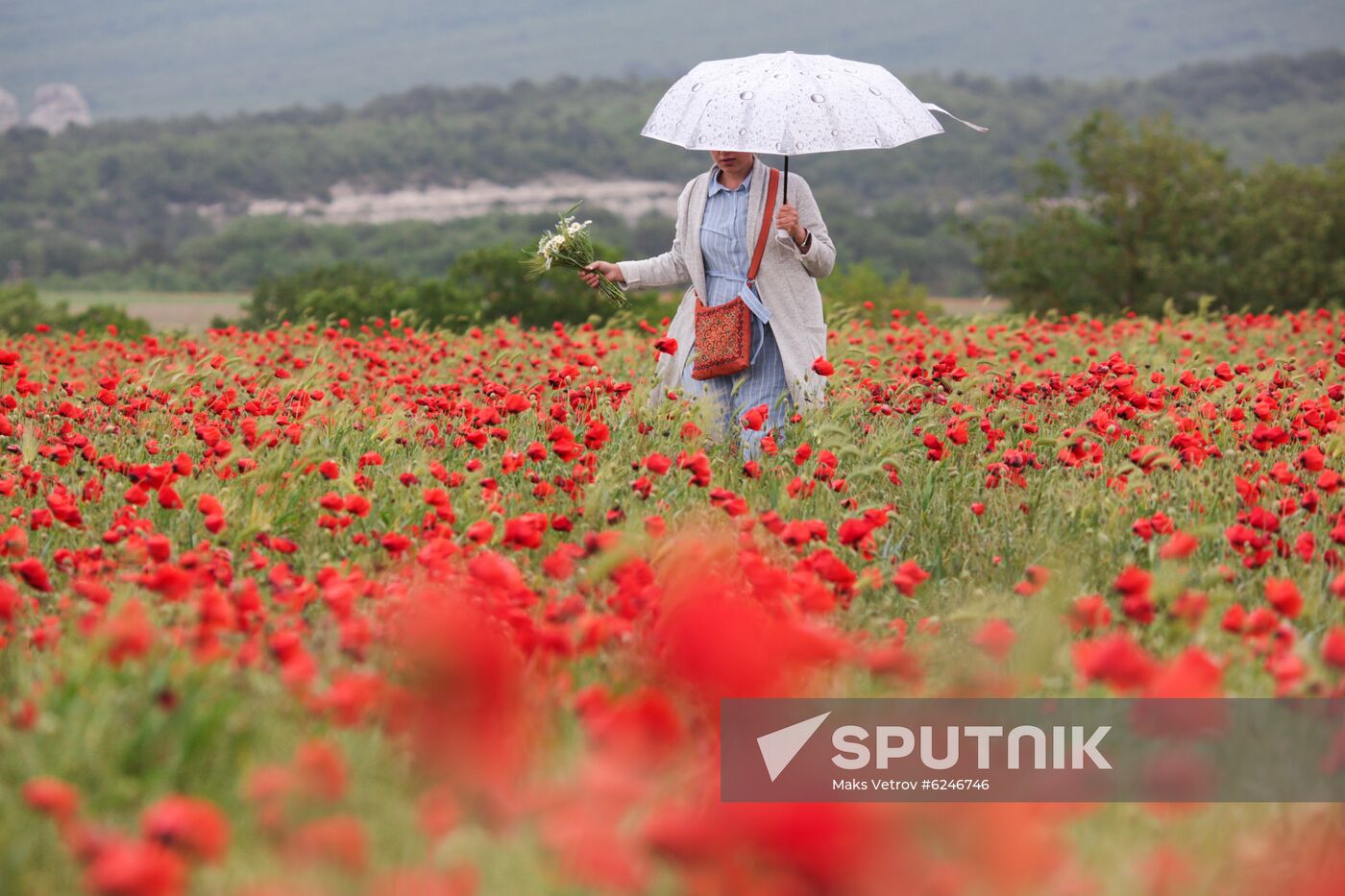 Russia Poppies