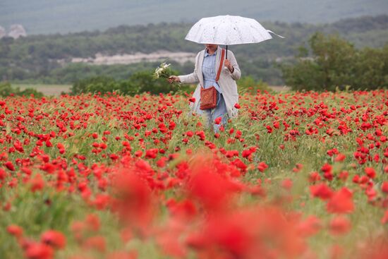 Russia Poppies