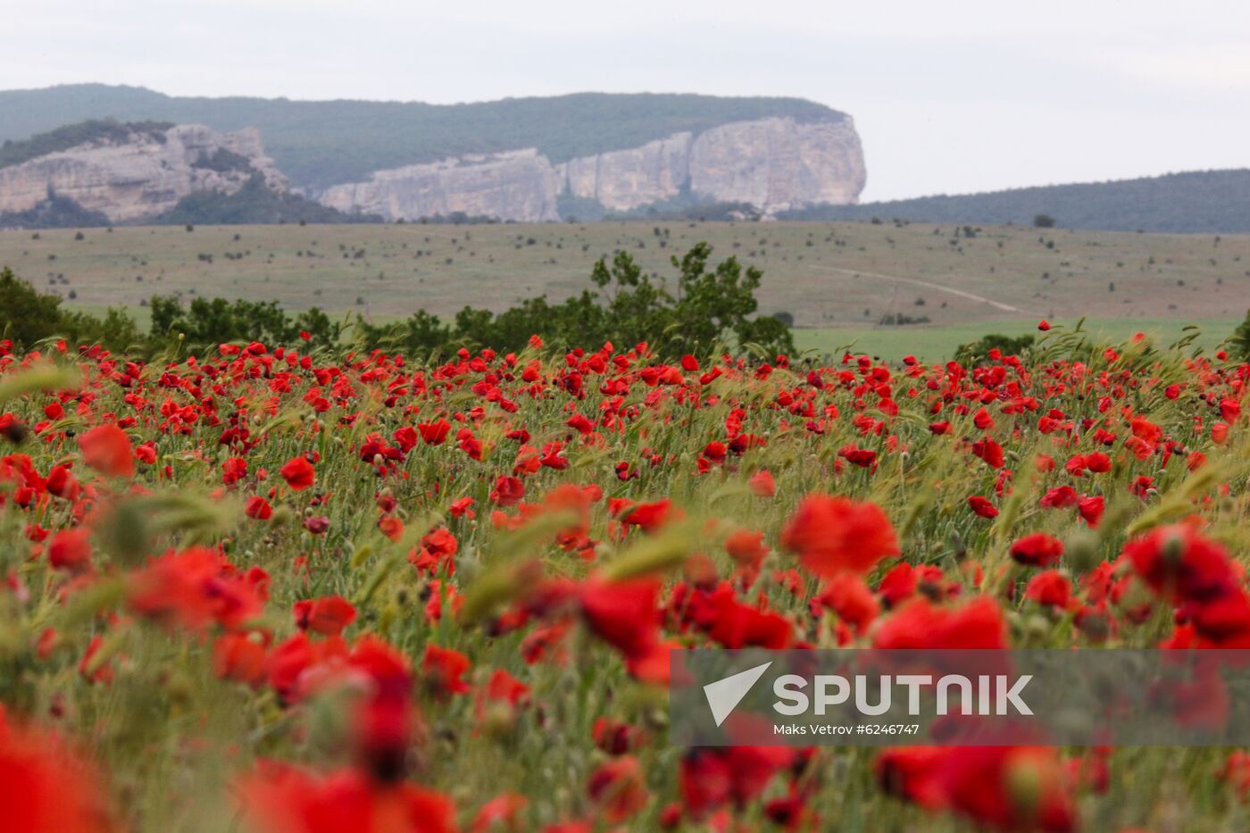 Russia Poppies