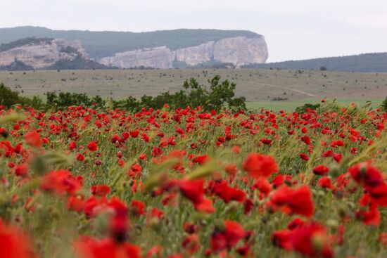 Russia Poppies