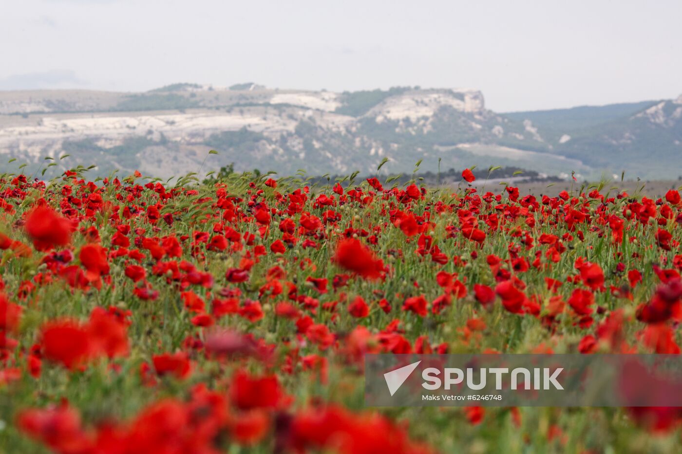 Russia Poppies