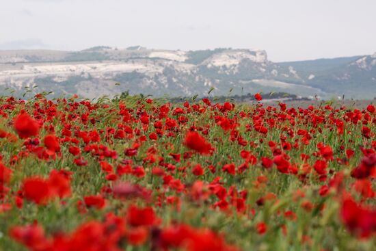 Russia Poppies