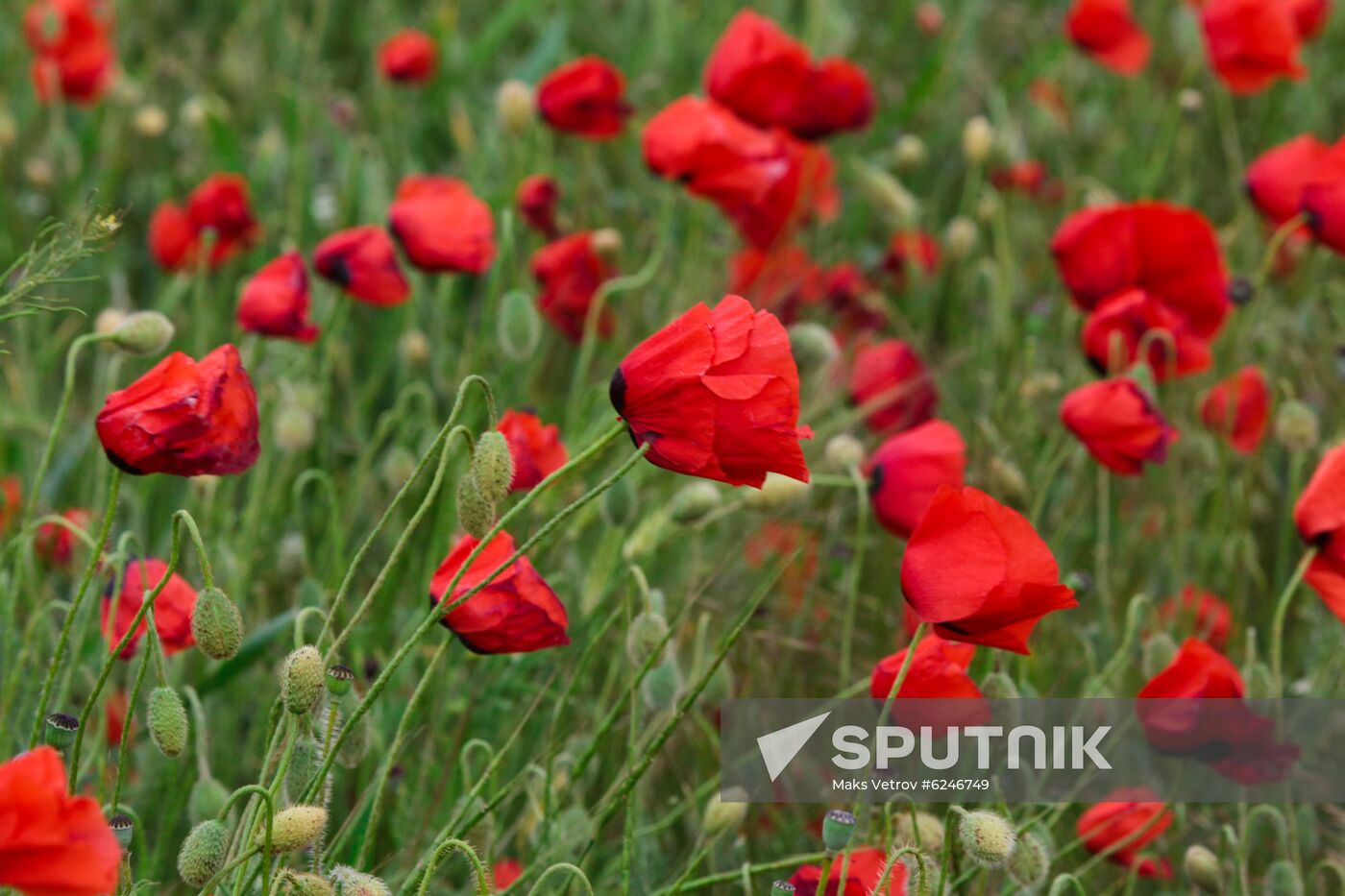 Russia Poppies