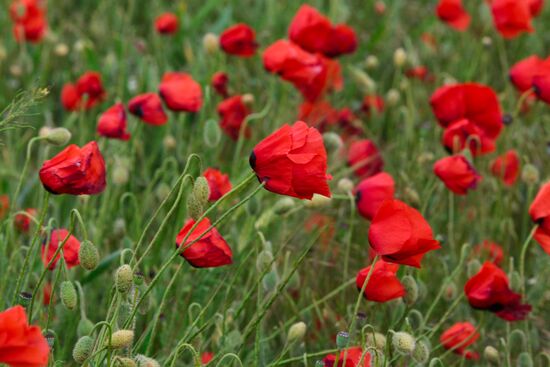 Russia Poppies