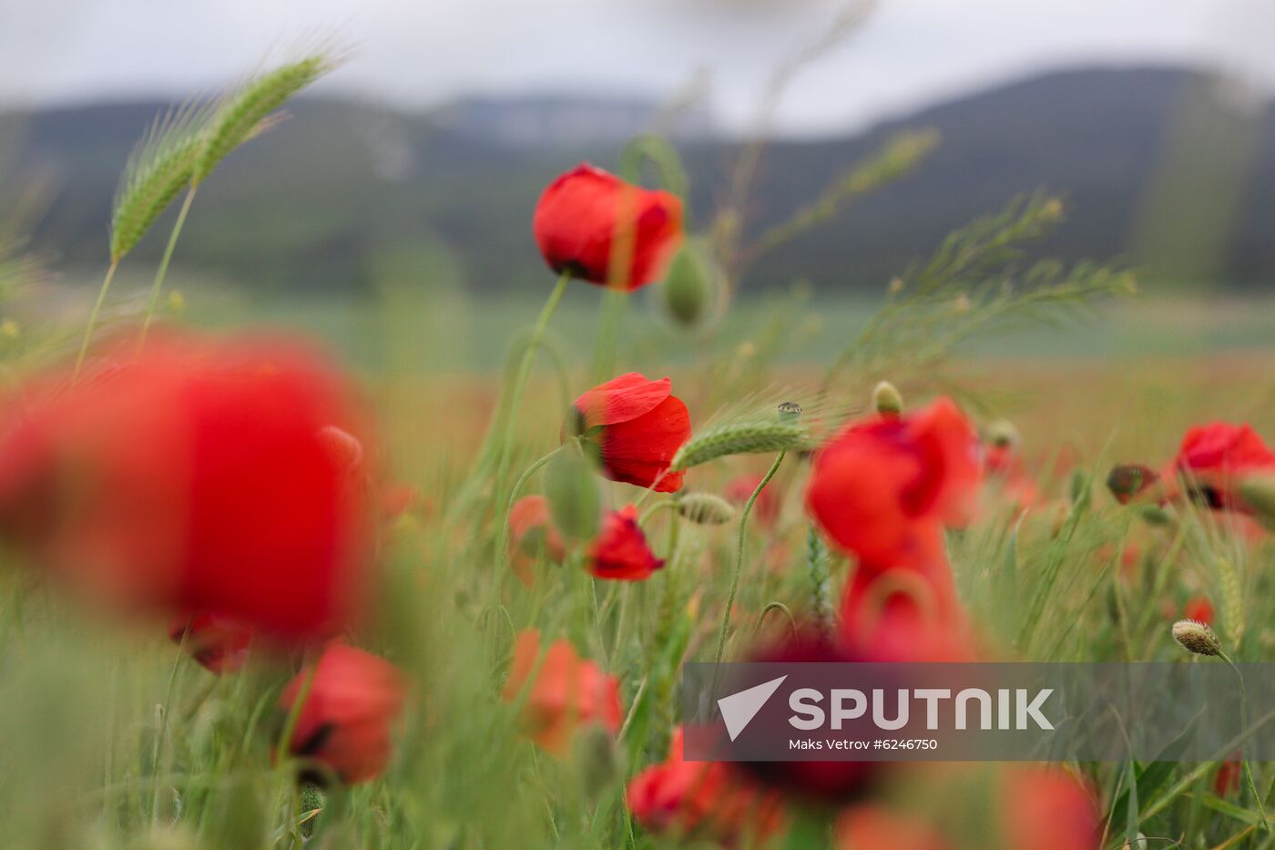 Russia Poppies