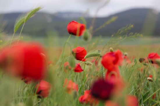 Russia Poppies