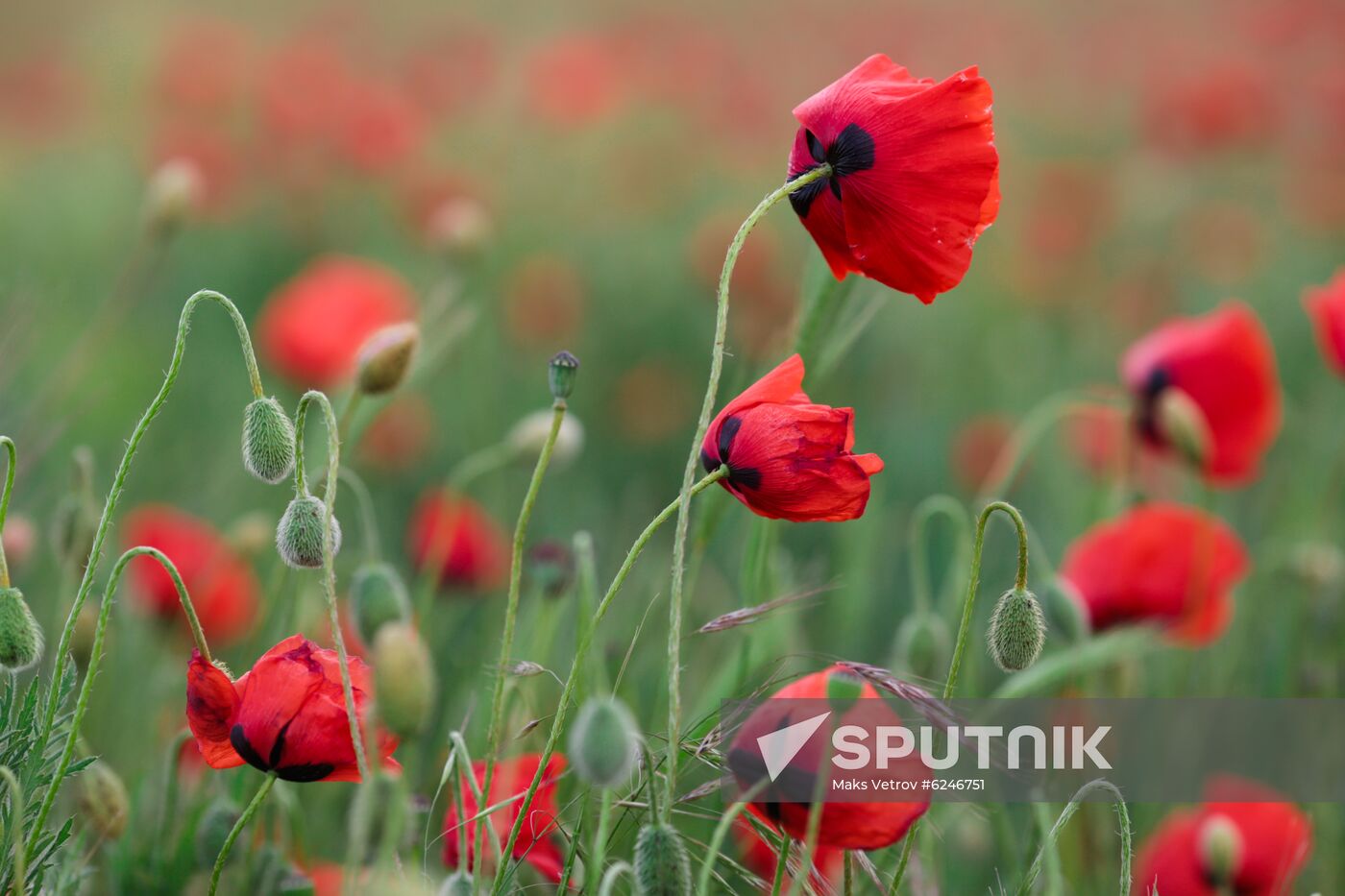 Russia Poppies