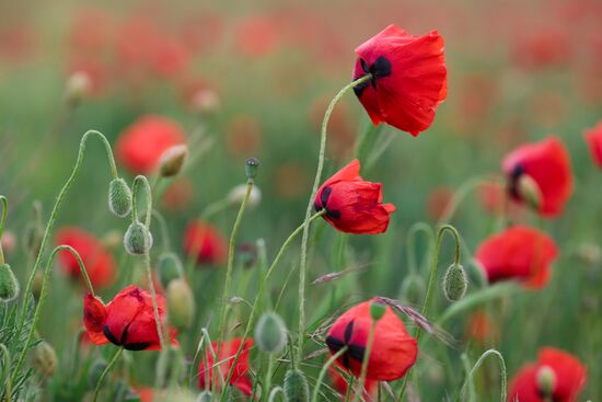 Russia Poppies
