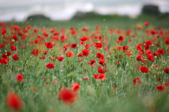 Russia Poppies