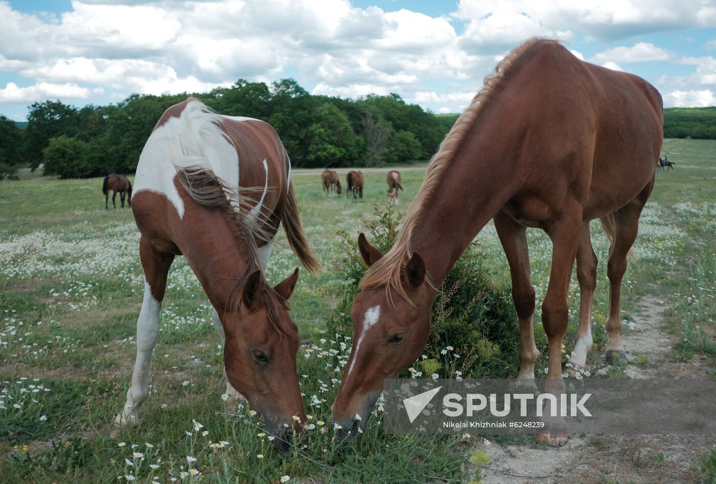 Russia Horses
