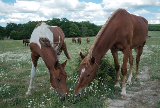 Russia Horses