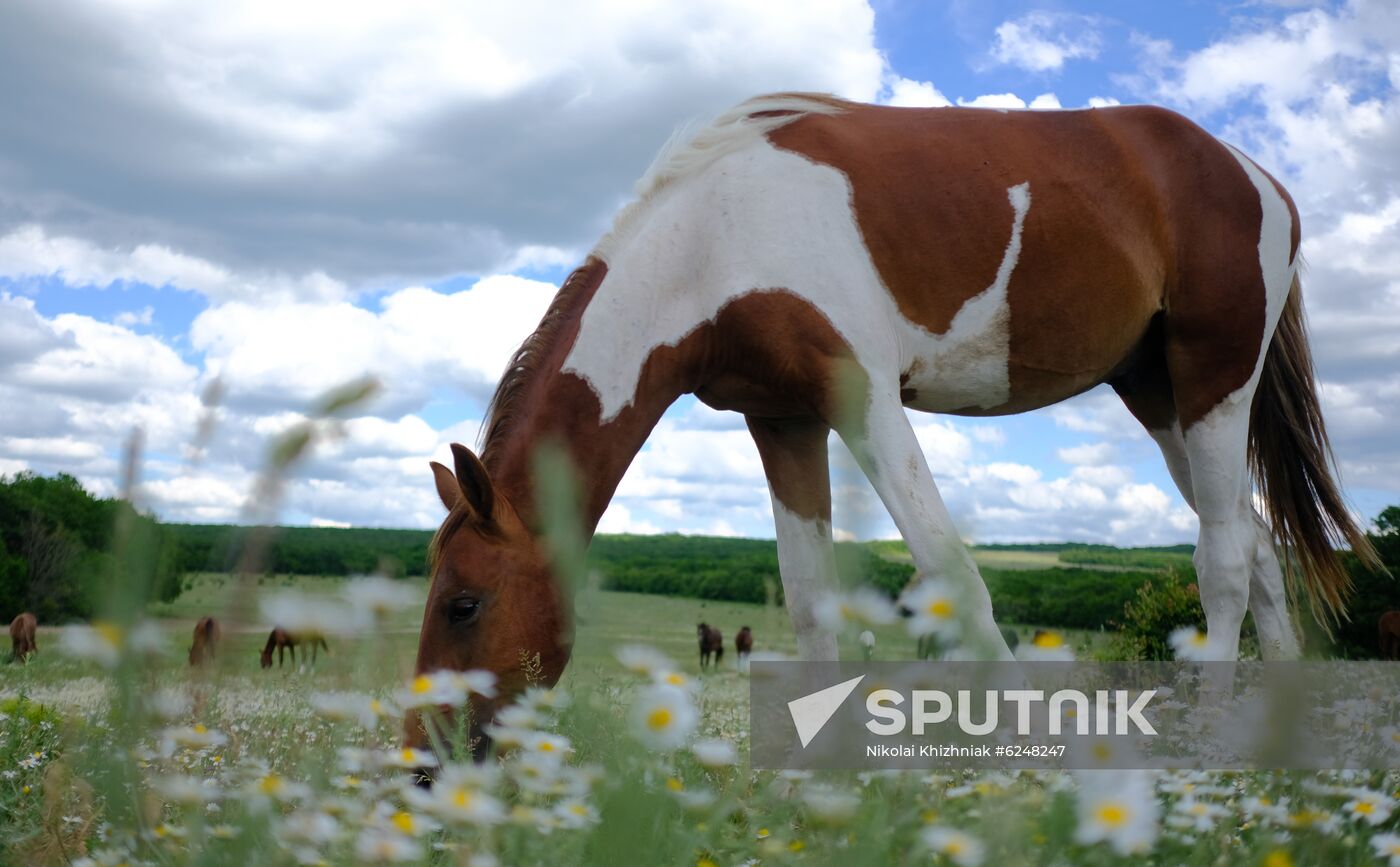 Russia Horses