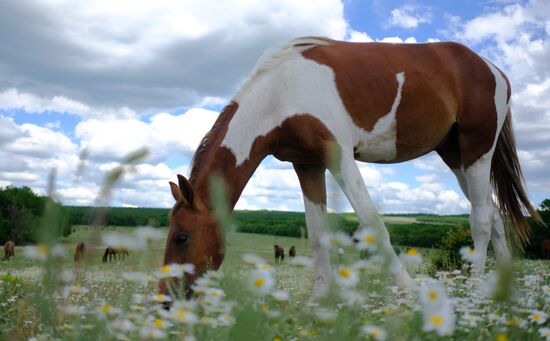 Russia Horses