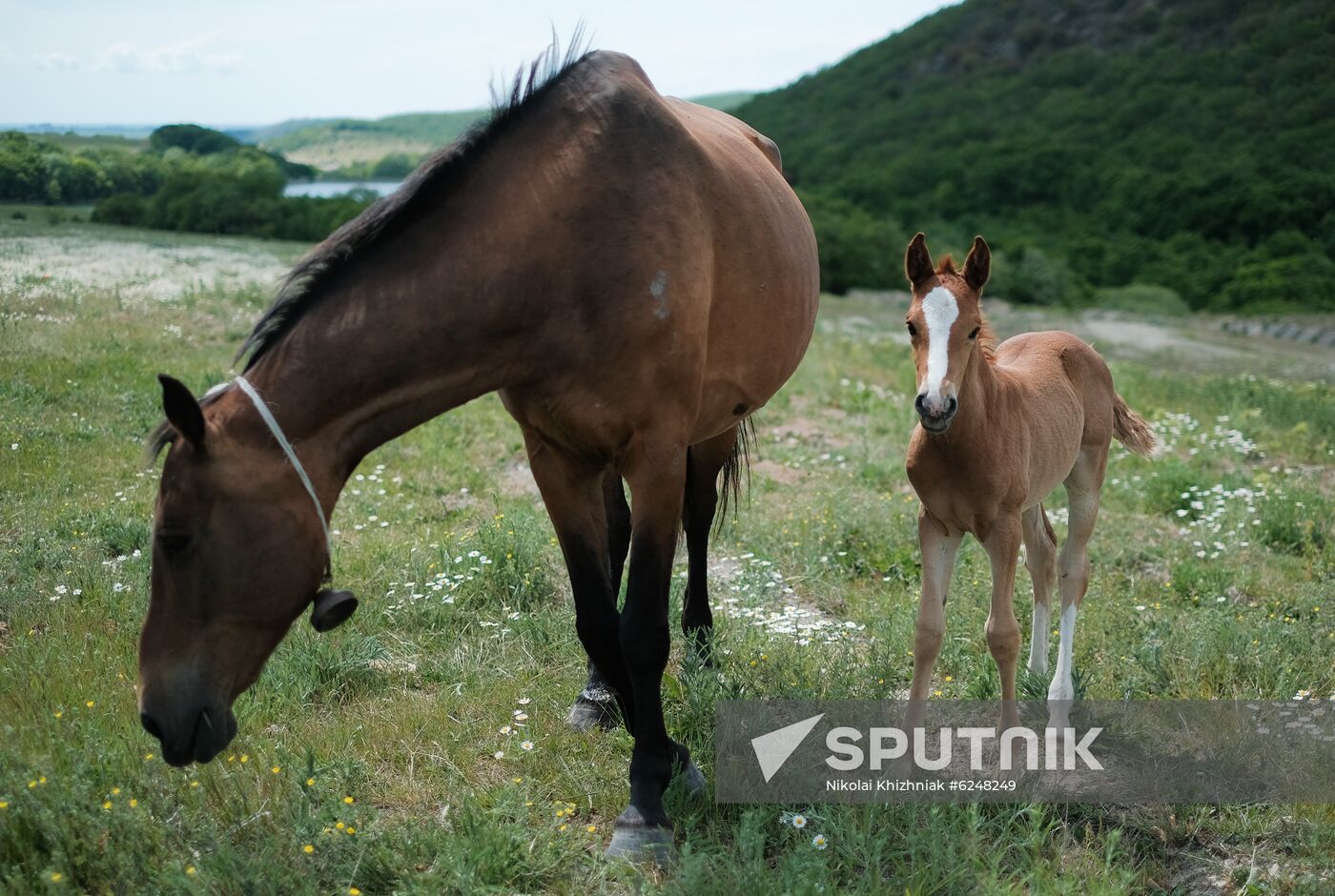 Russia Horses