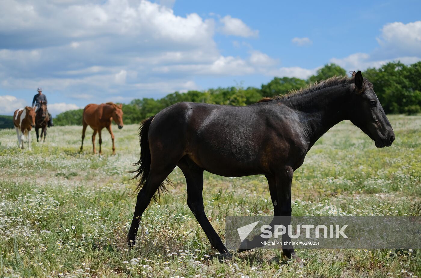 Russia Horses