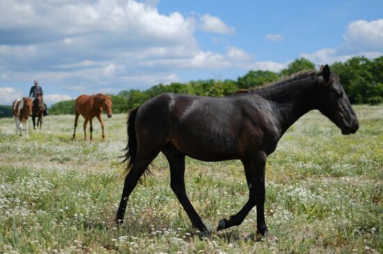 Russia Horses