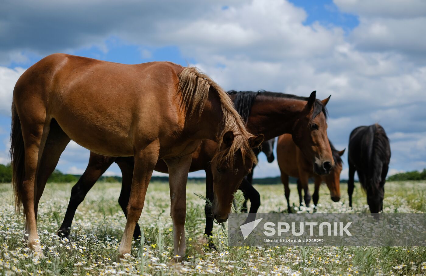 Russia Horses