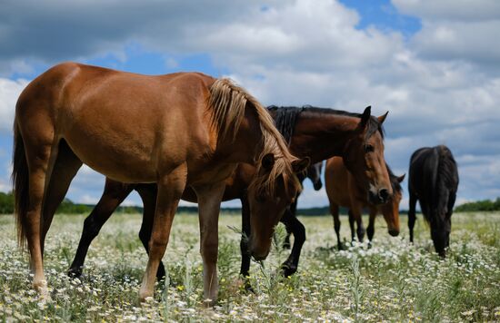 Russia Horses