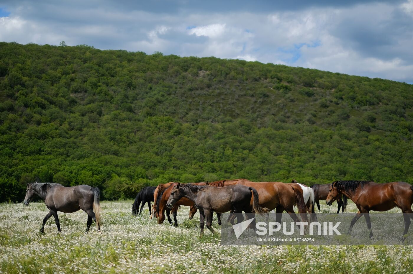 Russia Horses