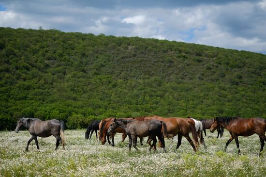 Russia Horses