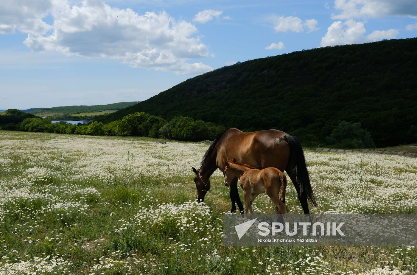 Russia Horses