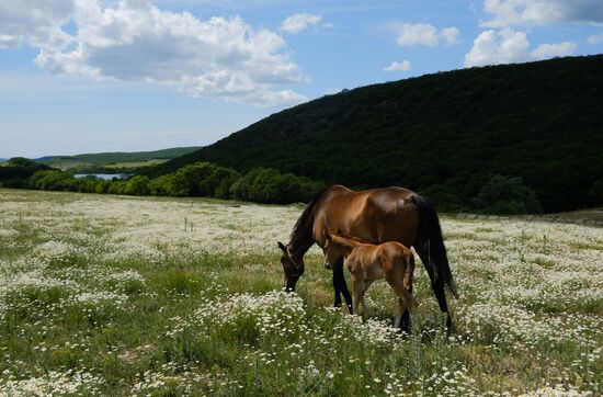 Russia Horses
