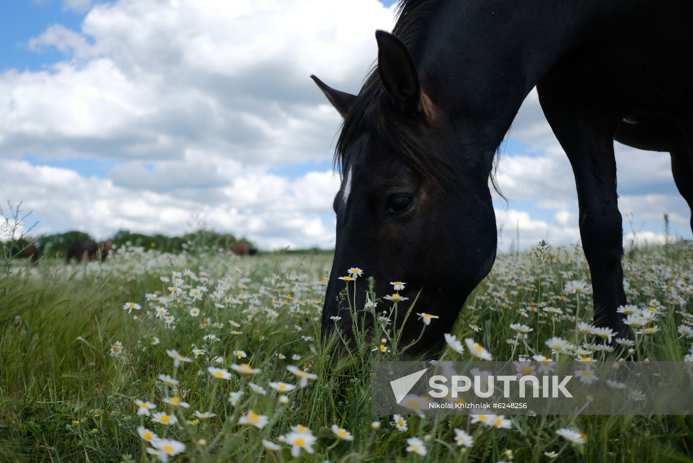 Russia Horses