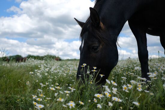 Russia Horses