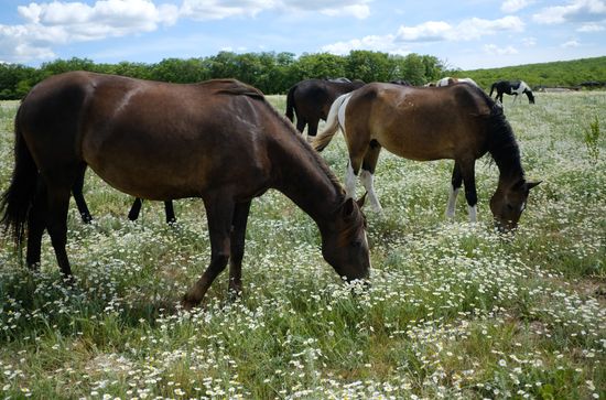 Russia Horses