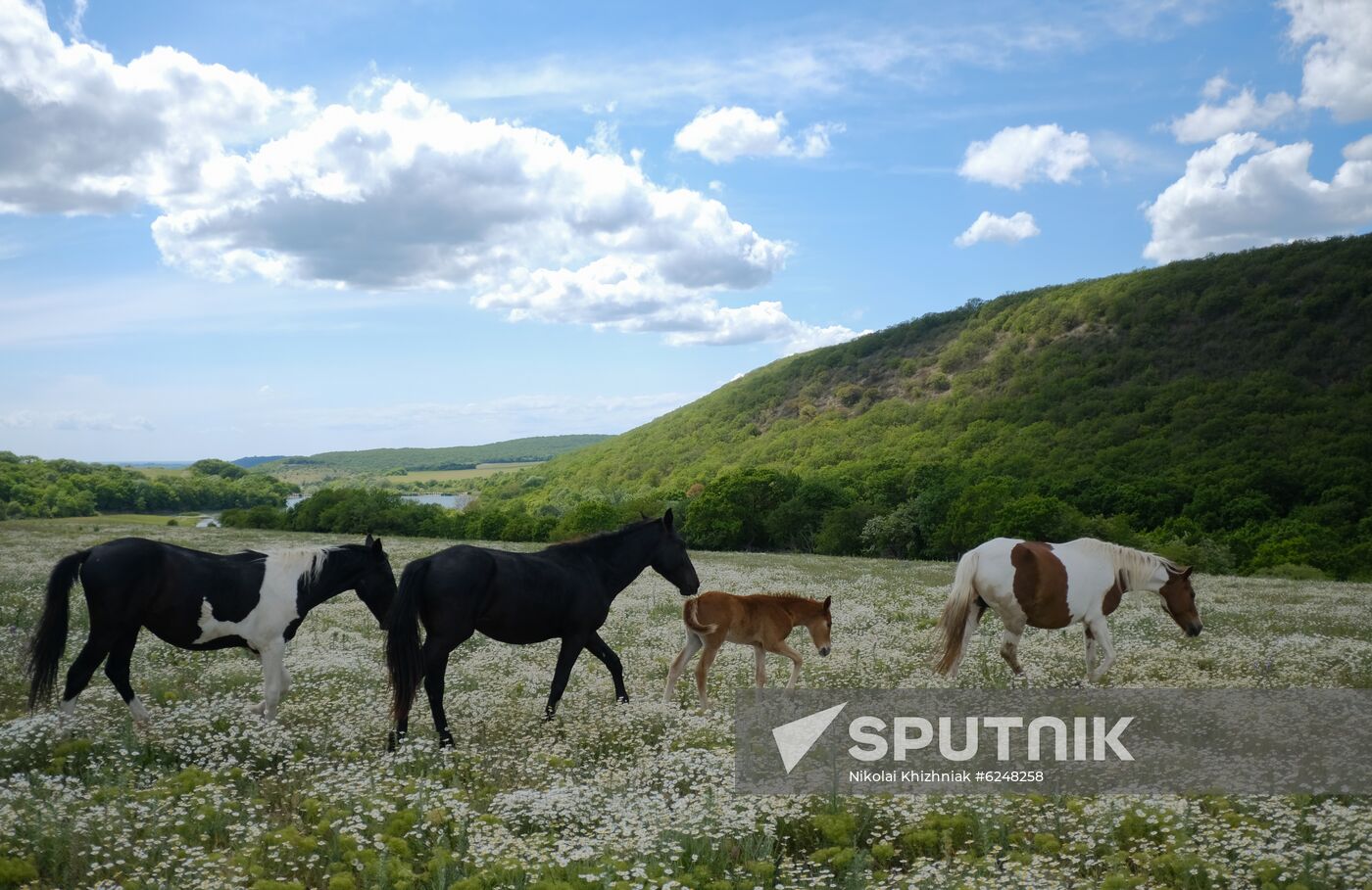 Russia Horses