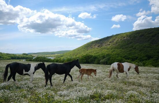 Russia Horses