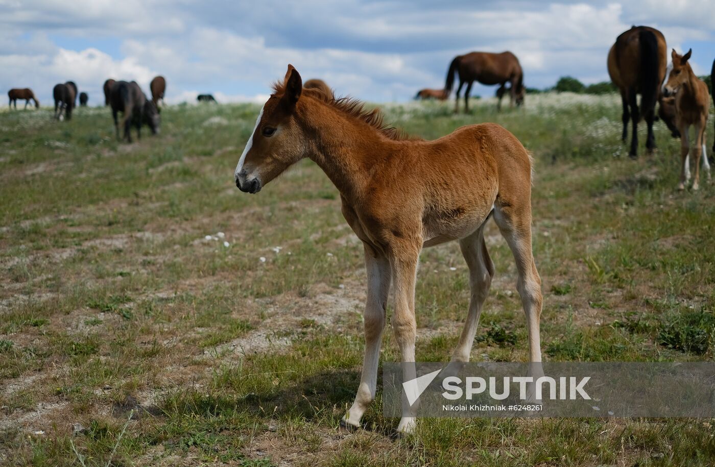 Russia Horses