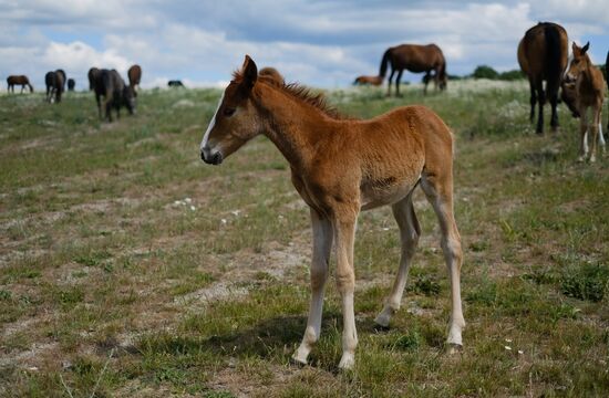 Russia Horses