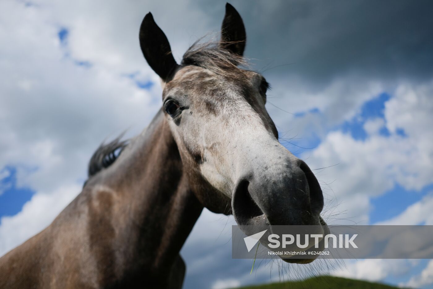 Russia Horses