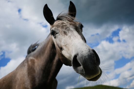 Russia Horses