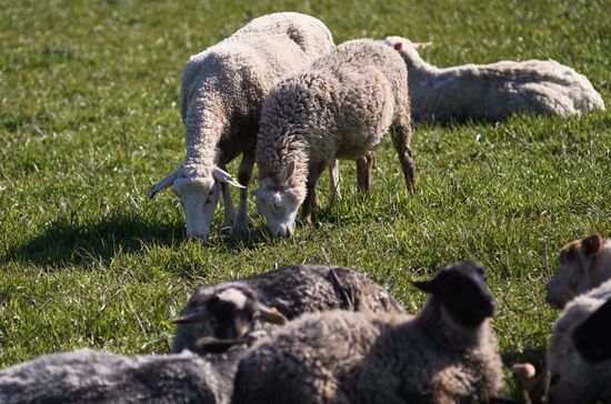 Russia Coronavirus Lockdown Ease
