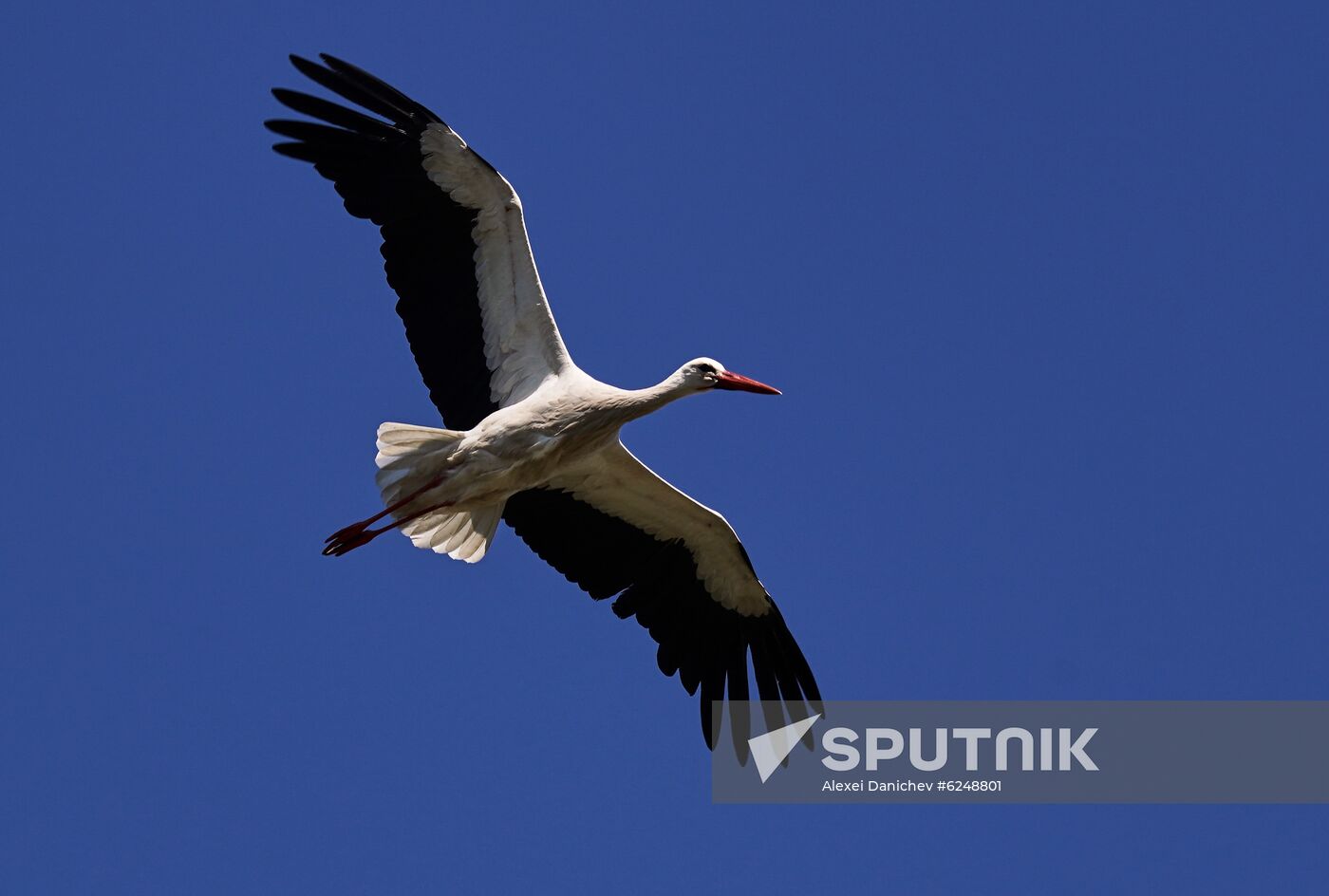 Russia Coronavirus Lockdown Ease