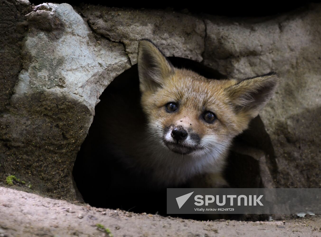 Russia Foxes