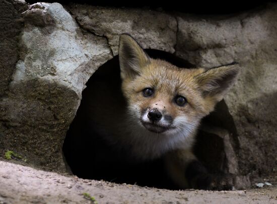 Russia Foxes