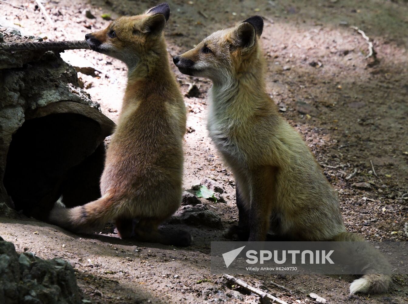 Russia Foxes