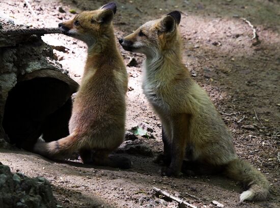 Russia Foxes