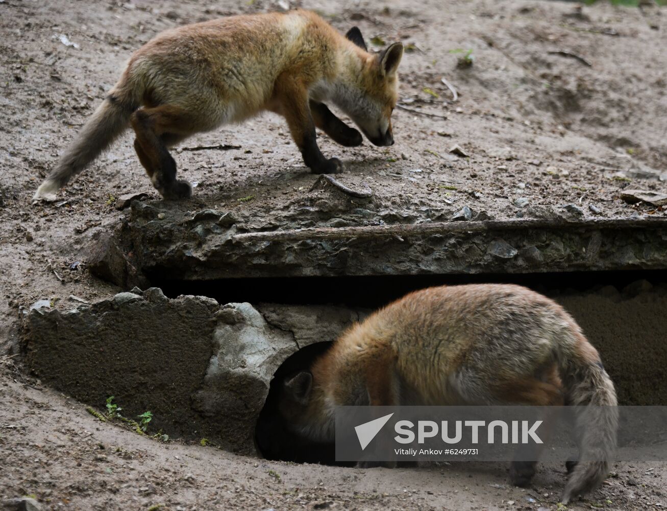 Russia Foxes