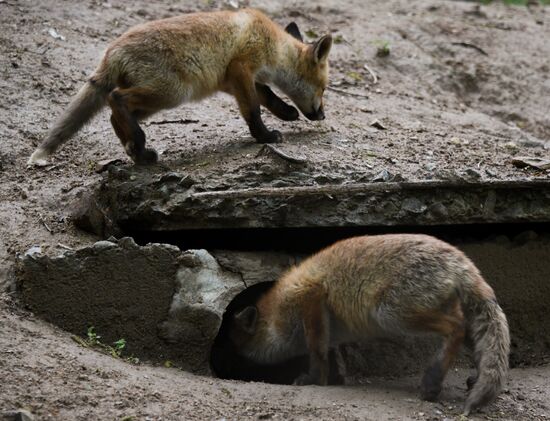 Russia Foxes
