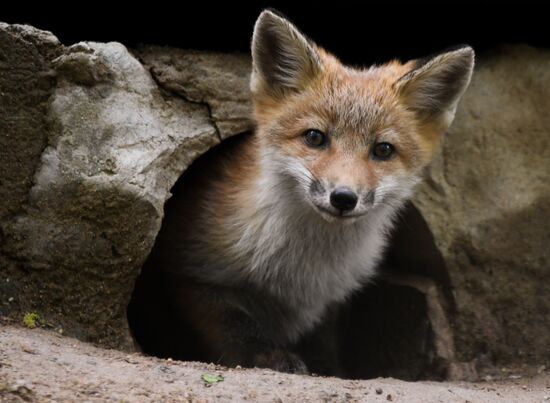 Russia Foxes