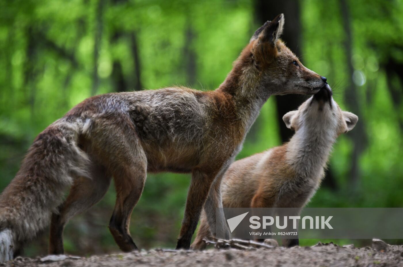 Russia Foxes