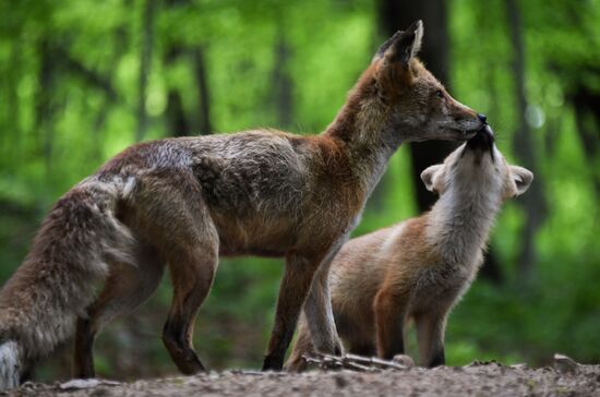 Russia Foxes