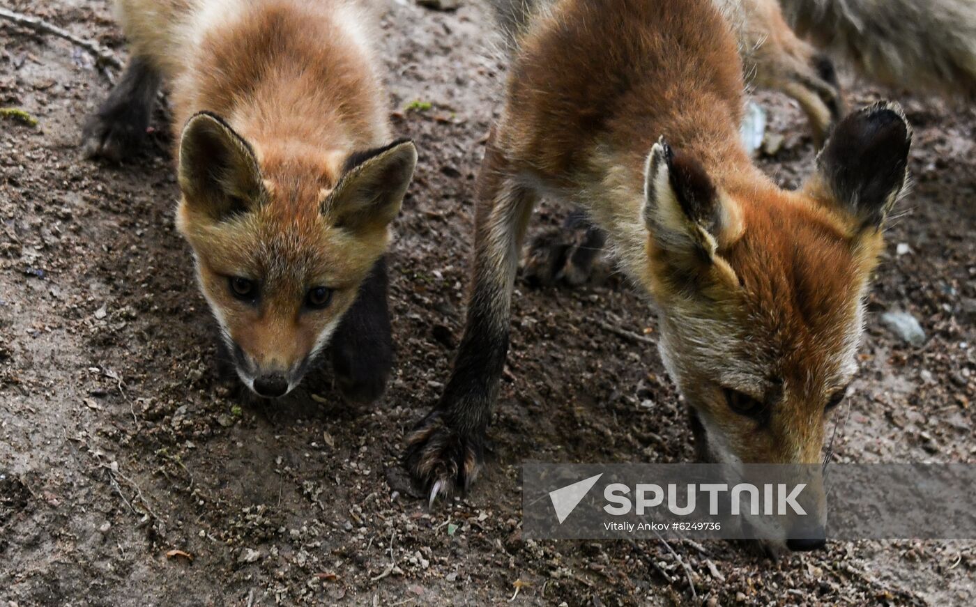 Foxes are seen on Russky island in Vladivostok, Russia. Location: Russia, Vladivostok. Author: Vitaliy Ankov/Sputnik. Russia Foxes