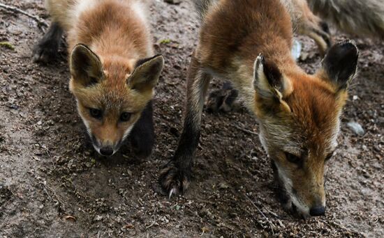 Russia Foxes