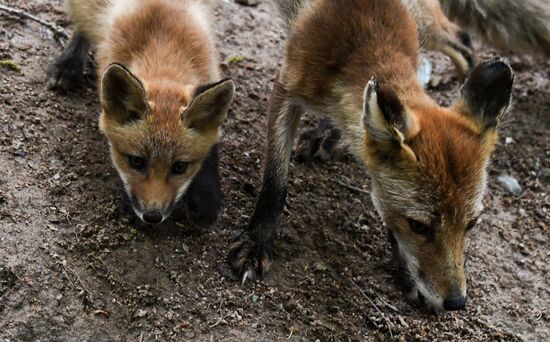 Russia Foxes