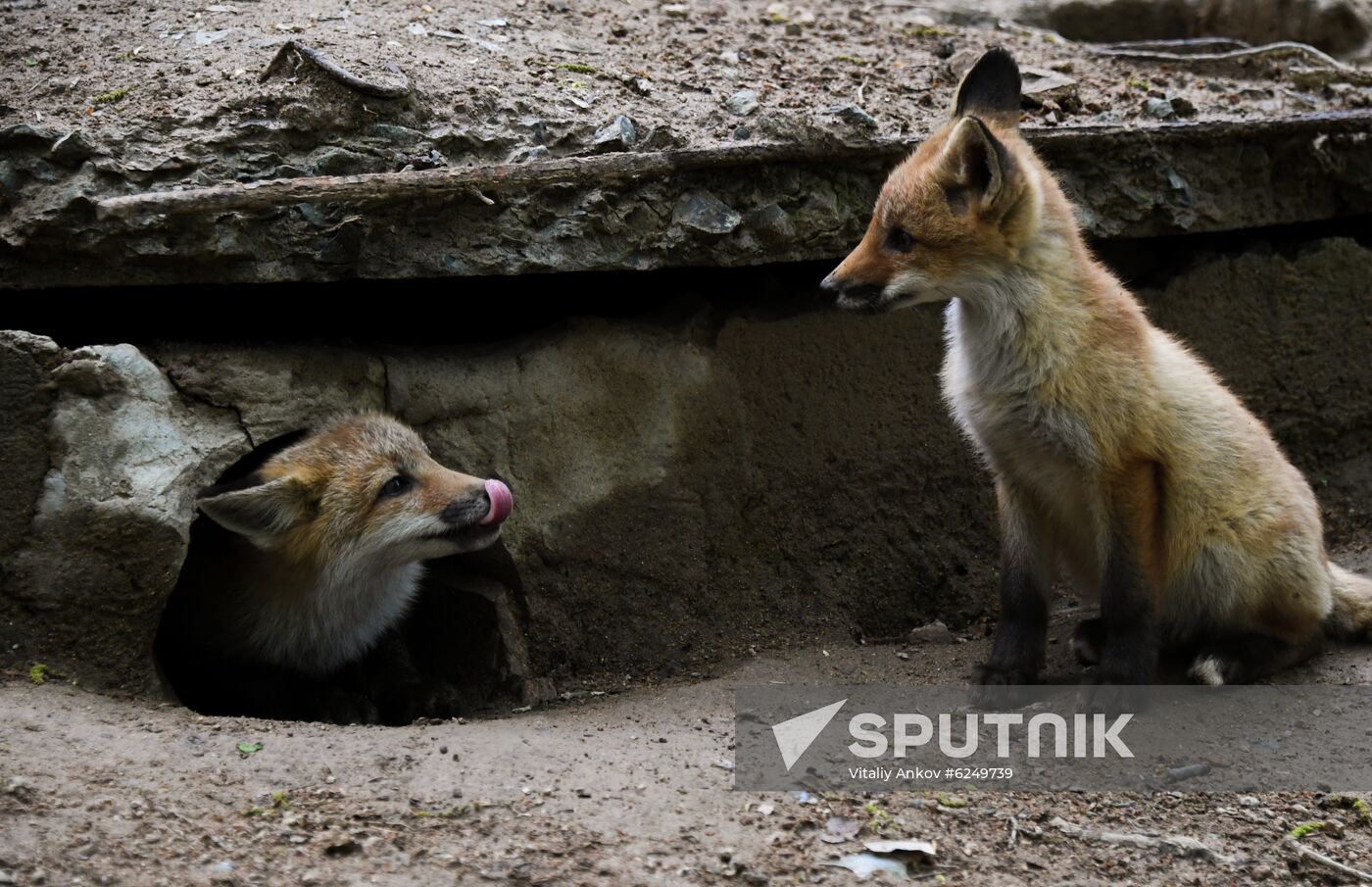 Russia Foxes